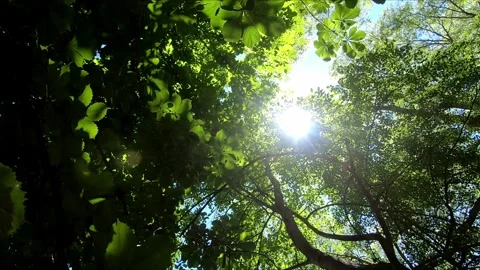 Walking under green chestnut trees Stock Footage 271066681