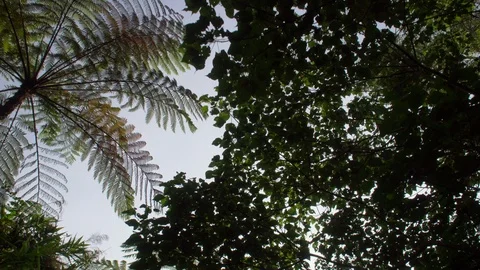Walking under Green Tree Crowns in Tropcial Rainforest Stock Footage 94211012