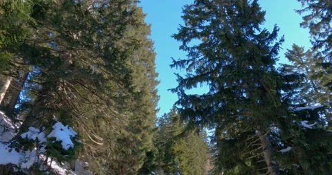 Walking under huge trees under blue sky Video stock 145914719