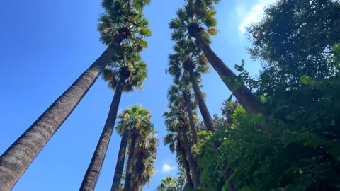 Walking Under Iconic Palm Trees National Garden In Athens Video stock 256813875