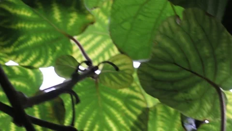 Walking under the kiwi tree leaves Stock Footage 234023808