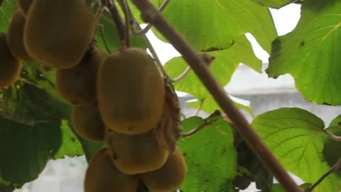 Walking under the kiwi trees in my orchard Stock Footage 236201686
