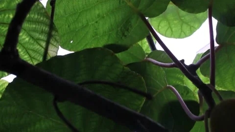 Walking under the kiwis after rain Stock Footage 234023809