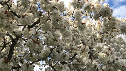 Walking under a large tree in bloom - apple tree Stock Footage 127983780