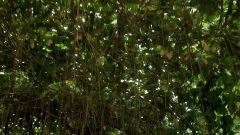 Walking under the living root tree bridge. 4K UHD Stock Footage 111521927