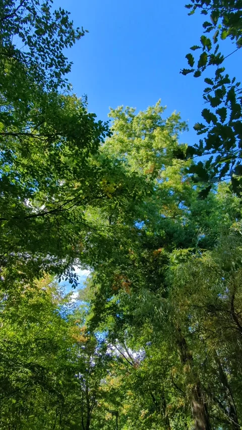 Walking under lush green trees on a bright day, evoking positive feelings of sum Stock Footage 317146395