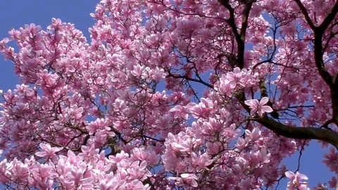Walking under a magnolia tree blooming Vídeos de archivo 106683876