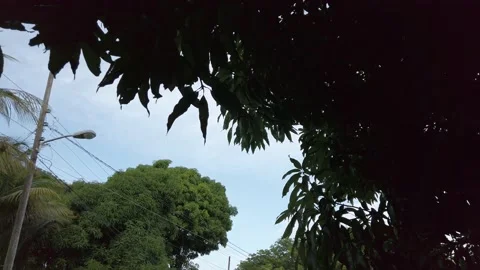 WALKING UNDER MANGO TREE Video stock 145297502