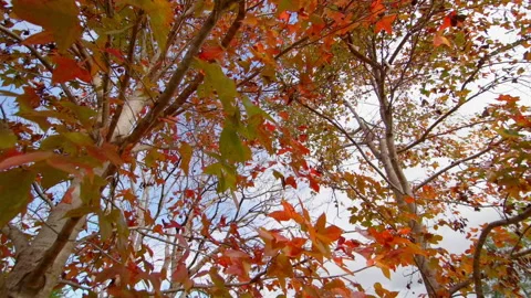 Walking under a maple tree in autumn fall Stock Footage 201091791