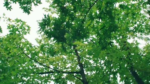 Walking under the maple tree, close up of maple leaves Stock Footage 234054308