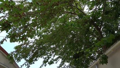 Walking under the Mulberry tree Stock Footage 252208224