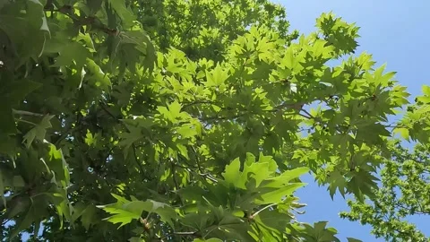 Walking under the Oak Trees green leaves Stock Footage 255008132