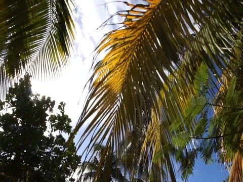 Walking under palm tree 스톡 동영상 78200048