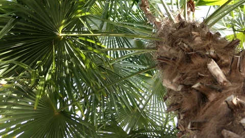 Walking under the palm tree Stock Footage 146154146
