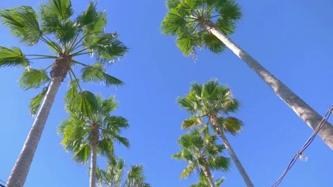 Walking under palm trees in 4k slow motion 60fps Stock Footage 280289923
