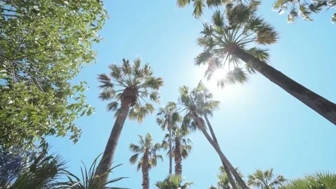 Walking under a palm trees 库存影片 143484693