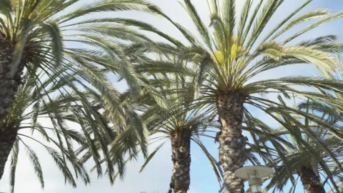 Walking Under Palm Trees Stock Footage 152535797
