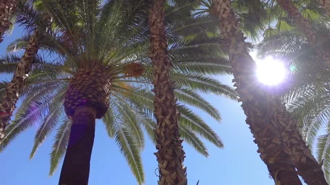 Walking under palm trees in slow motion Video stock 87787739