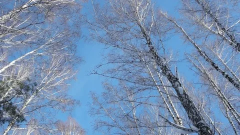 Walking under pine and birch trees in winter forest. Siberia. Stock Footage 71988372