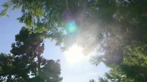 Walking under pine tree trunks stretching up to the sky in 4k Stock Footage 281321373