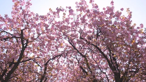 Walking under a pink cherry tree in springtime Stock Footage 129389538