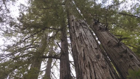Walking Under a Sequoia Tree Canopy Looking Up Stock Footage 101445866