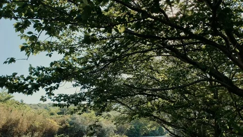Walking under the shade of trees on a sunny day.  Stock Footage 130158443