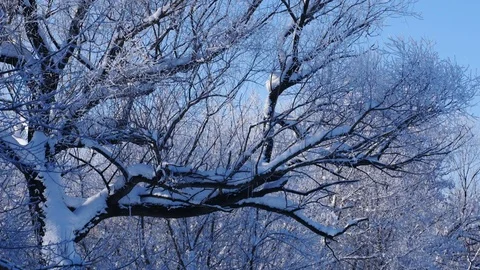 Walking under snow covered tree at sunny day Stock Footage 72646427