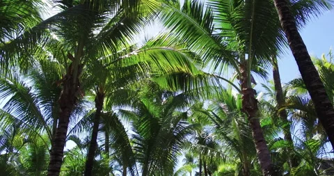 Walking under some Palm trees looking up Video stock 138471332