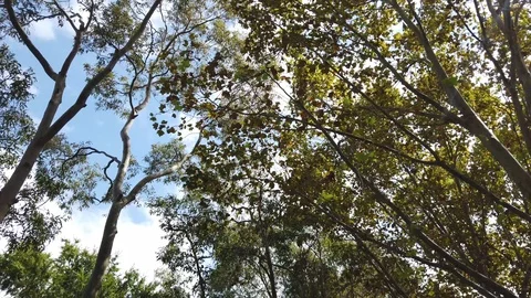 Walking under the tree Video stock 105548233