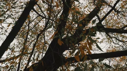 Walking under a tree Video stock 221178709