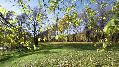 Walking under a tree in Oslo Noway on sunny day in fall with yellow leaves Stock Footage 264611288