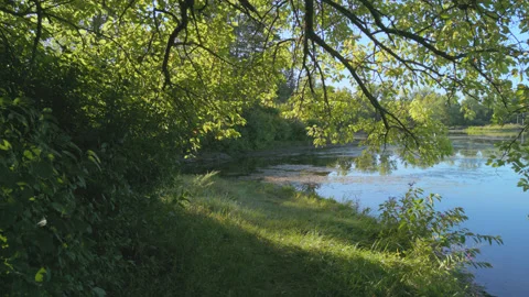 Walking Under a Tree by a Pond Stock Footage 249712934