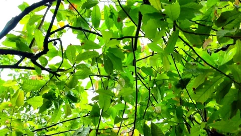 Walking under a tree in the rain Stock Footage 218998181