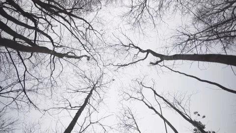 Walking under trees 2 Stock Footage 139966168
