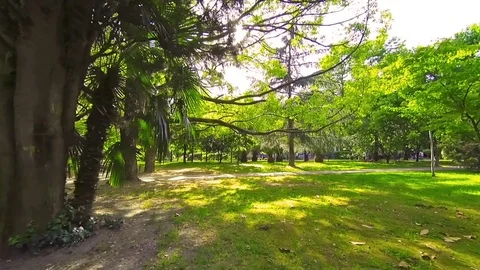 Walking under trees in city park by green lawn on a summer sunny day. Stock Footage 76321031