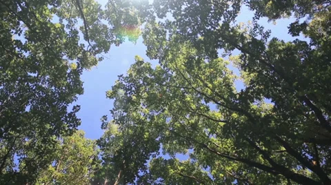 Walking under the Trees Stock Footage 30990732
