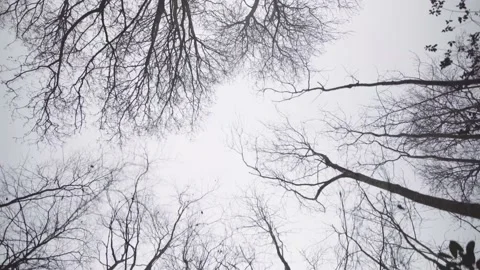 Walking under trees Stock Footage 139966088