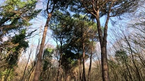 Walking Under The Trees In The Forest In Autumn Ambience Vidéo 339977427