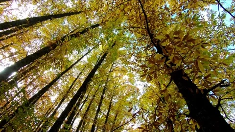 Walking under trees with ocher and yellow leaves Stock Footage 283866004