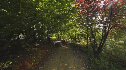 Walking under trees in a park Stock Footage 38693342