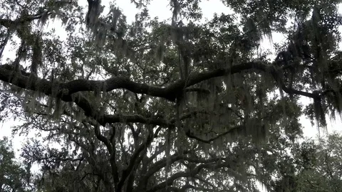 Walking under trees with spanish moss (Tillandsia usneoides) Stock Footage 72907327