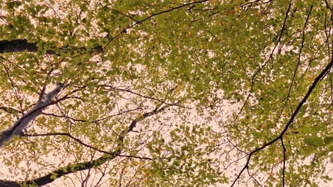 Walking Under The Trees At Sunset (actual video is sharp, no pixelation) Stock Footage 94477558
