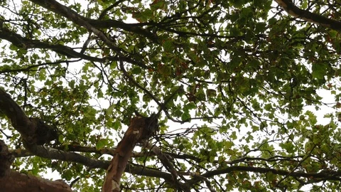 Walking under trees in the woods, looking up through branches to sky. Stock Footage 113615341