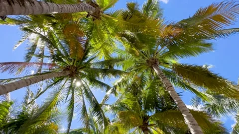 Walking under tropical palm trees Video stock 241426845