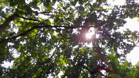 Walking under the woods Stock Footage 273125873