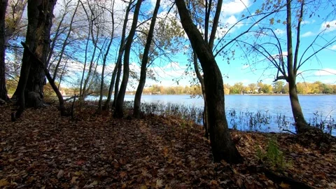 Walking in an undergrowth, in the fall, approaching the river, on a beautiful Stock Footage 167673512
