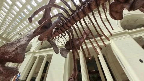 Walking underneath a dinosaur display in a Chicago Museum Stock Footage 316875962