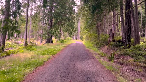 Walking uphill on  a forest road Stock Footage 283192990