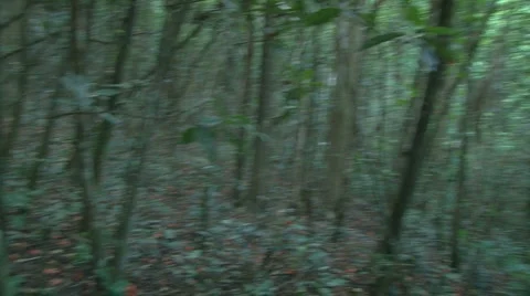 Walking Uphill in a Green Forest 2 Stock Footage 1216285